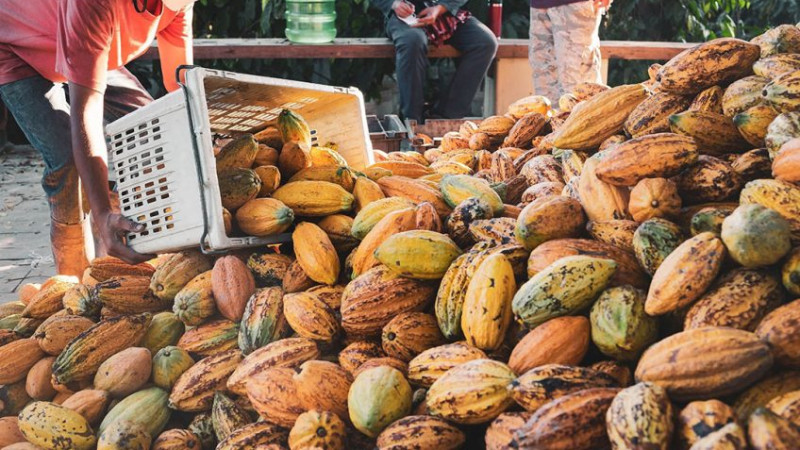 Cacao-industrie Nestlé