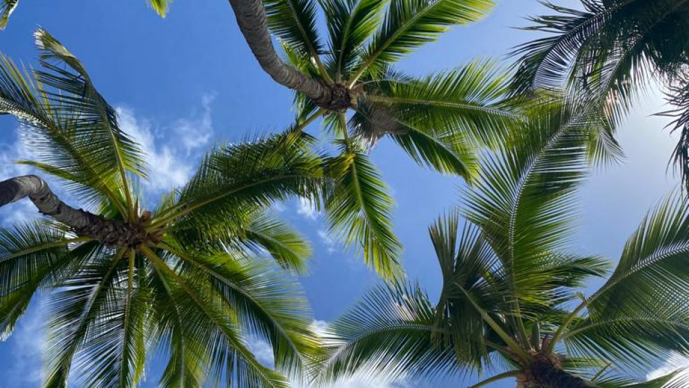 summer palm tree